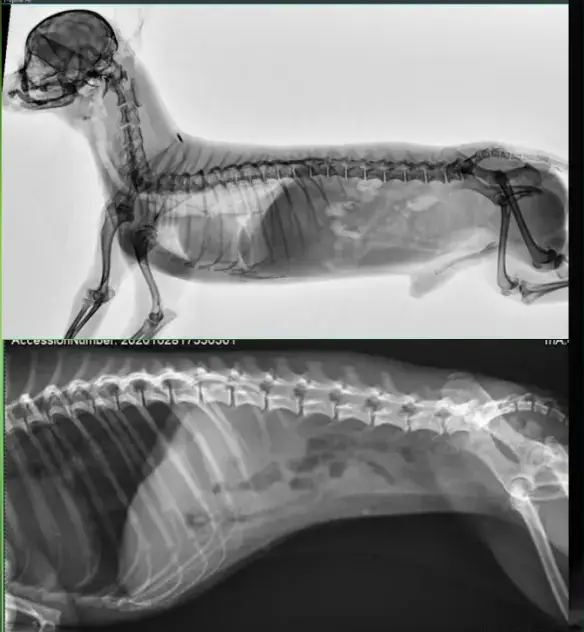Equipo médico veterinario: cómo elegir la mejor tecnología