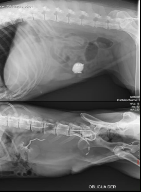 Rayos x portátiles SR-8100S y SR-8230S